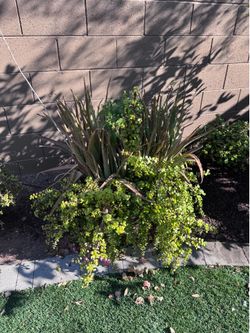 FREE succulents