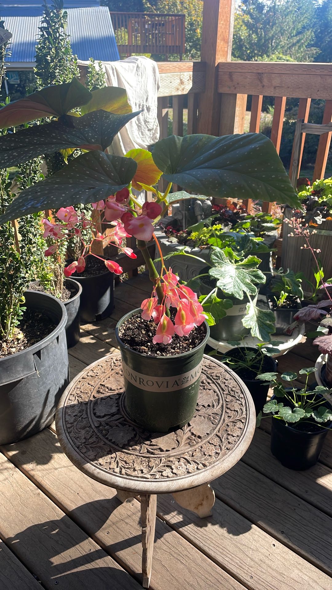 Flowering begonia house plant