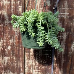 Donkey Tail