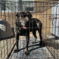 XL Heavy-Duty Dog Crate – Fits Cane Corso Size