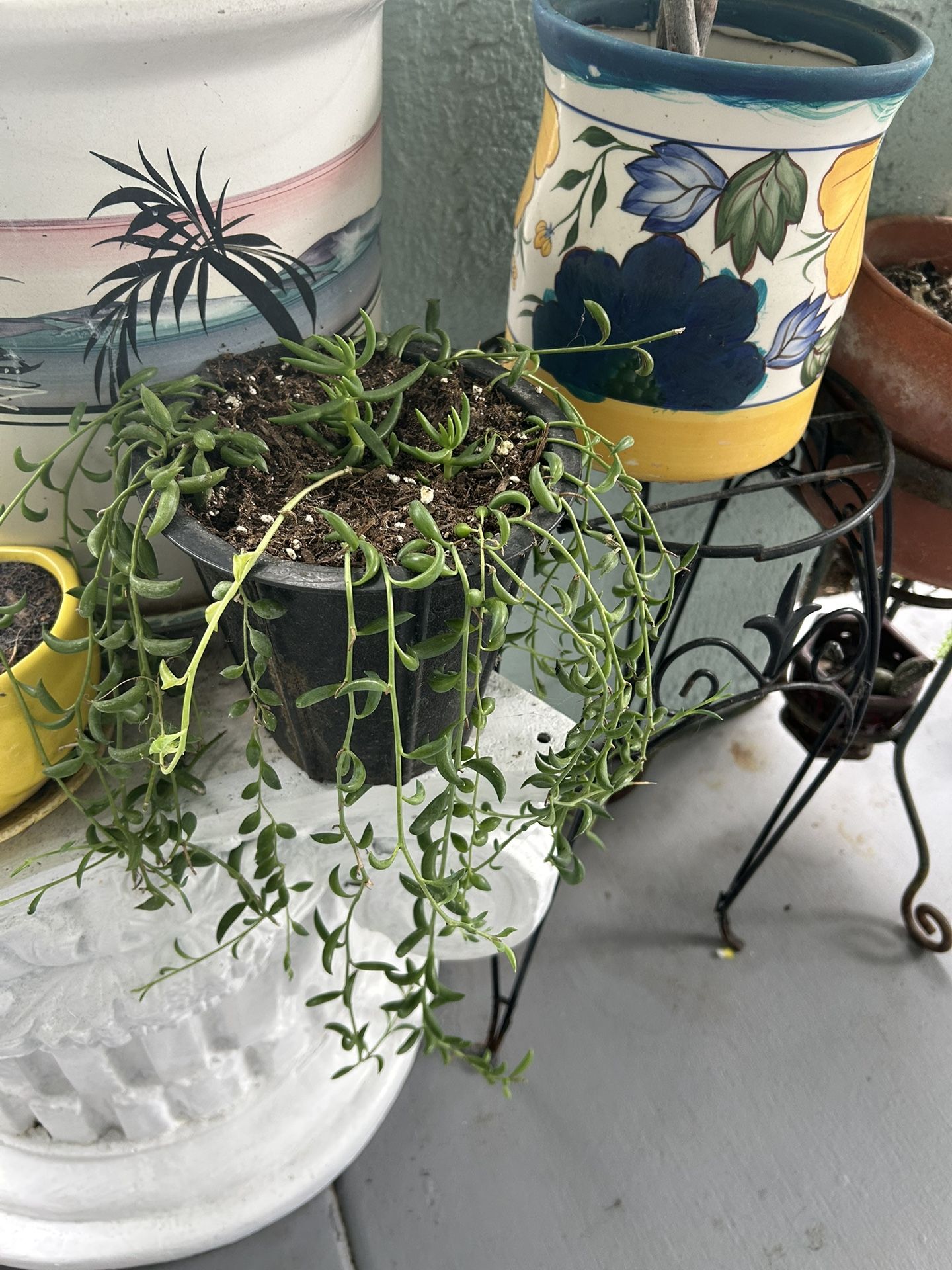 Una Succulents 