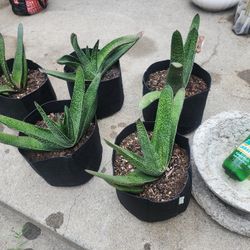 Succulent Plant Gasteria "Ox Tongue"