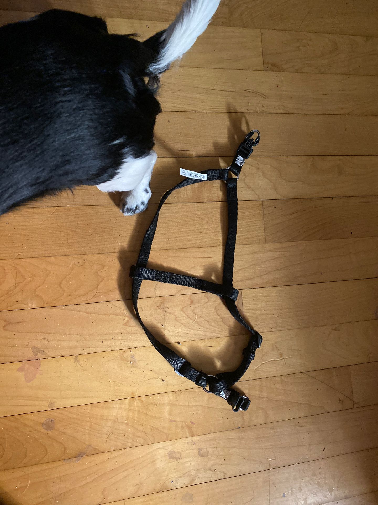 Size small dog harness step through(my dog is not for sale :p)