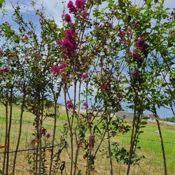Crape Myrtle Purple Pink In White Trees 15gallon 7ft Tall 