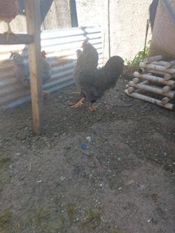 Gallo