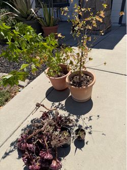 Free Maple Trees and Black Rose Aeonium