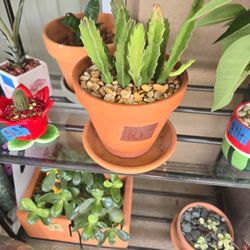 Starfish Sucullllent 6" pot $10.00