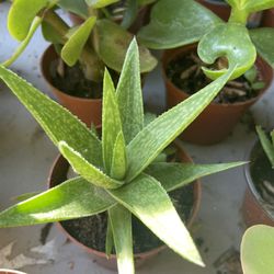 Succulent’s Plants 🪴 