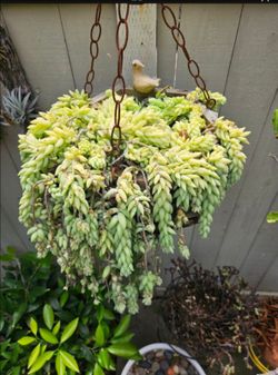 Full & Lush Hanging Burro's Tail Succulent in Square Wooden Basket