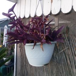 Purple Hanging Plants In Pots $13 Each
