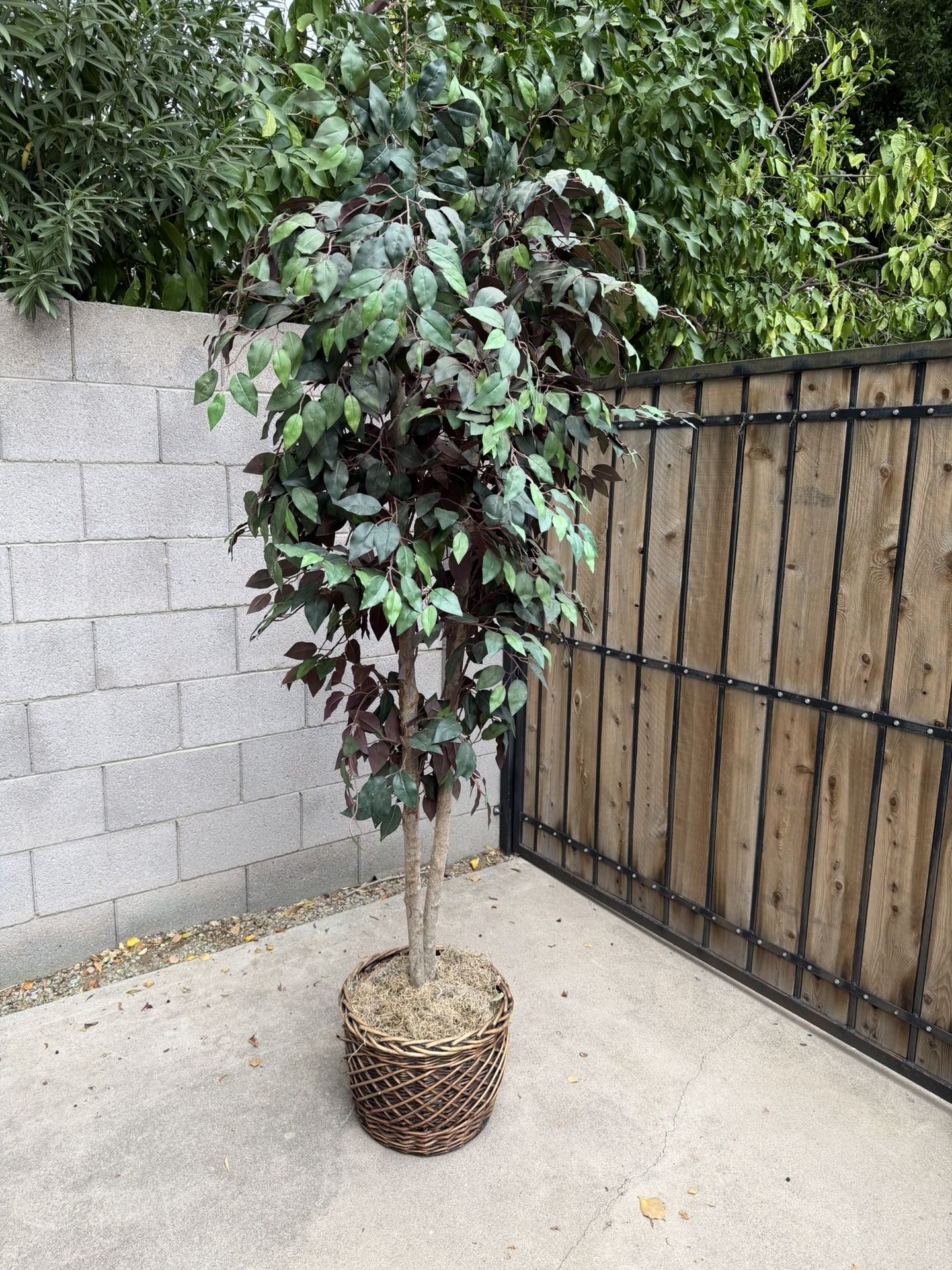 7’ Decorative Silk Ficus - Delivery Available