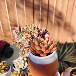Korean  Succulents In Ceramic 