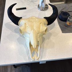 Replica Buffalo Skull mount 