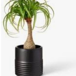 Artificial Plant 15.00 Each