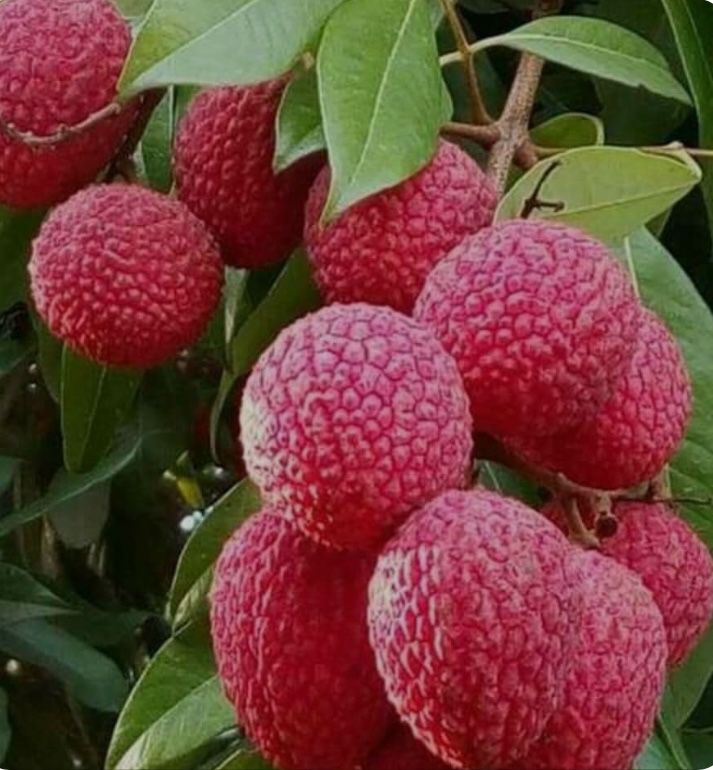 Sweet Lychee’s