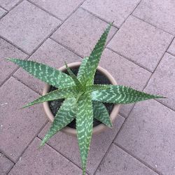 Beautiful Big Healthy Organic Aloe Vera Plant Succulent Flower In Pot 