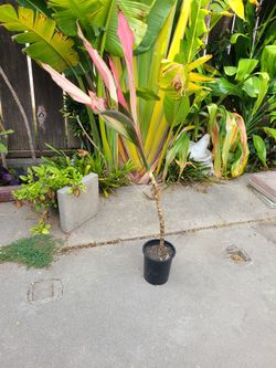 Cordyline fruticosa ( Ti Plant )
