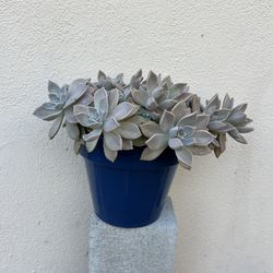 suculenta base  de seramica 