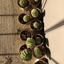 Plants; Cactus 