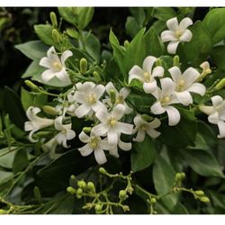 Orange Jasmine Flower Plant With Flower