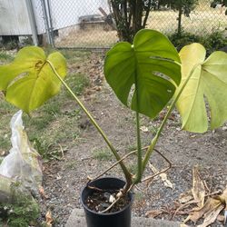 Monstera deliciosa