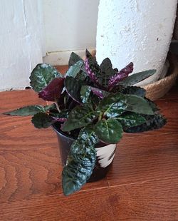 Live Healthy Purple waffle Indoor Houseplants With 5 inch nursery pots  price  $10