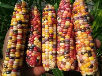 Glass Gem Corn