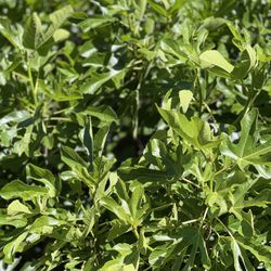 Fig Tree Leaves For Tea