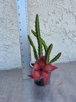 (Stapelia Grandiflora) Starfish Cactus Plant