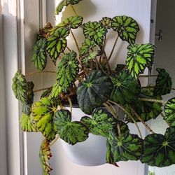 Begonia "Persian Brocade"