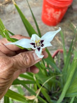 African Iris (a dozen plants ) for $10