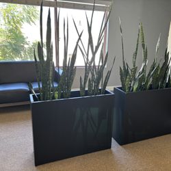 Box Planter With Real Snake Plant