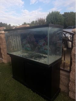 80 gallon fish tank