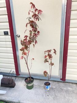 *$4 & $10* Edible Cranberry Hibiscus Plants Last Pic Shows Flower