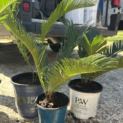 Sago Palms