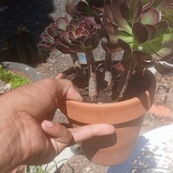 Aeonium Plant