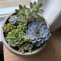 Succulent Flower Arrangement / Plants