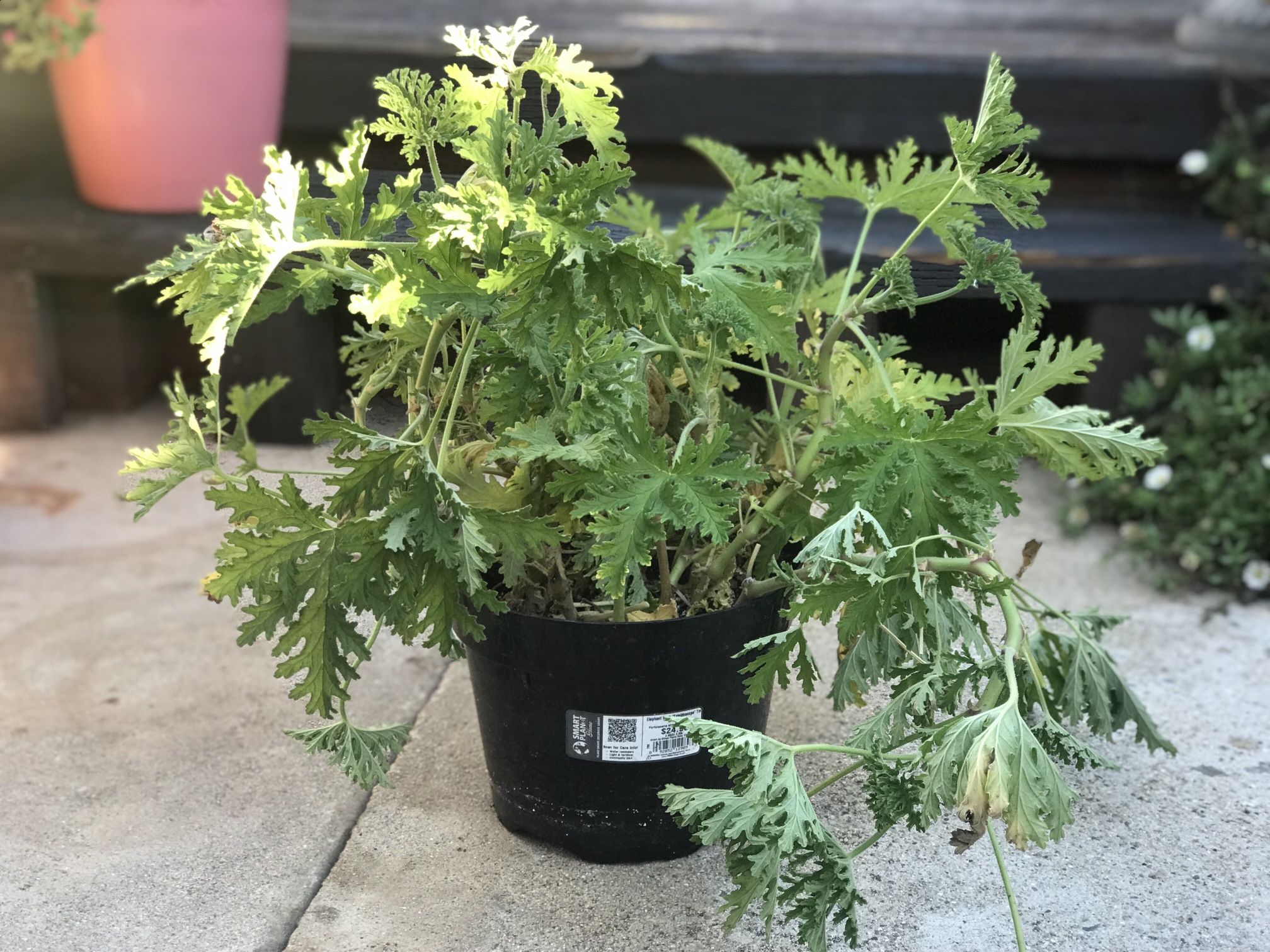 $6 Citronella plant