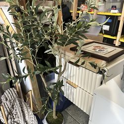 Small olive tree