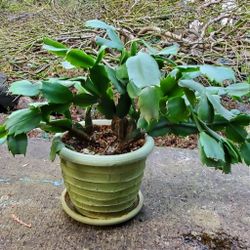 Christmas Cactus Plant