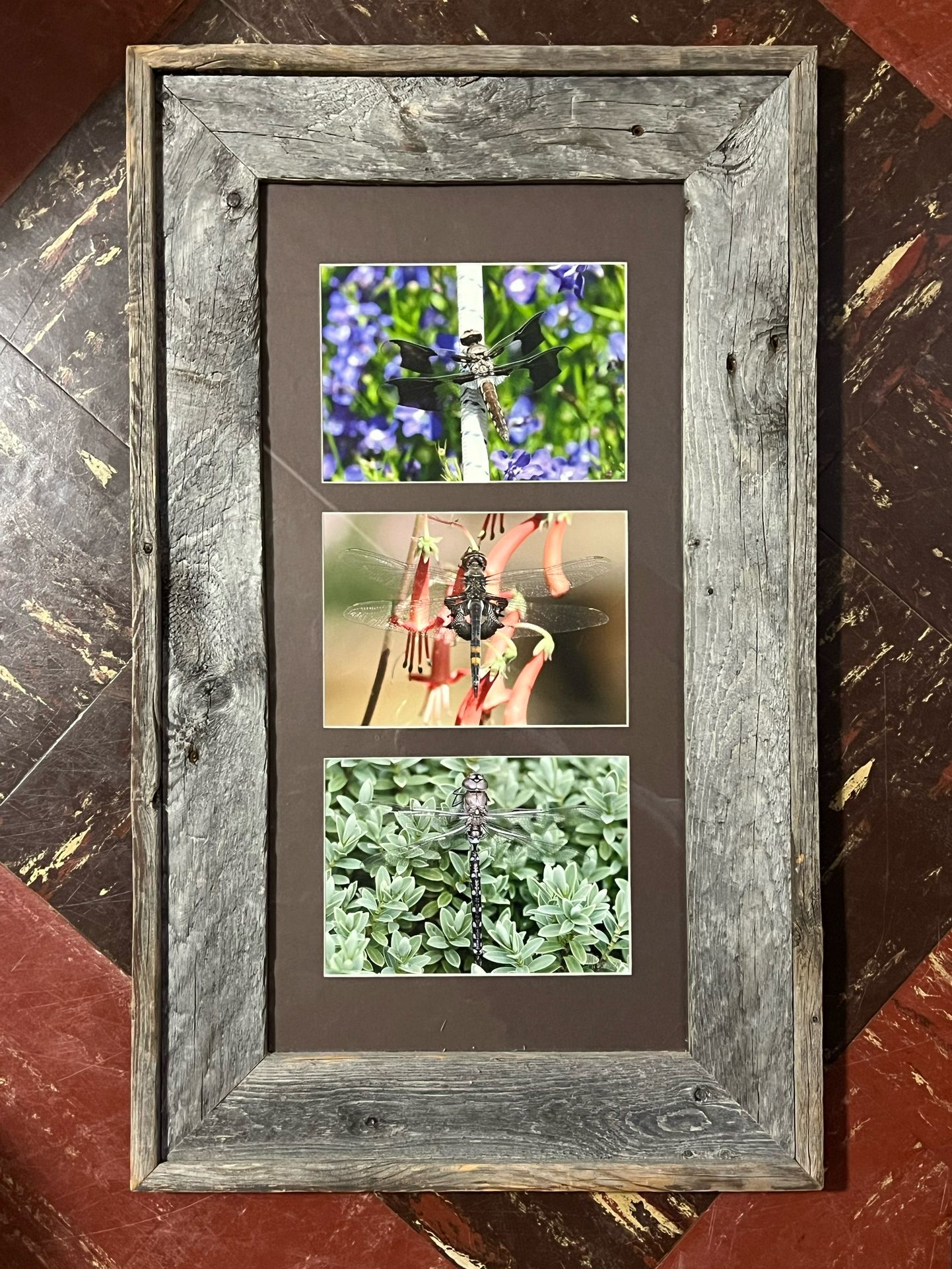 Dragonfly - Photography Digital Wall Art - Nice!
