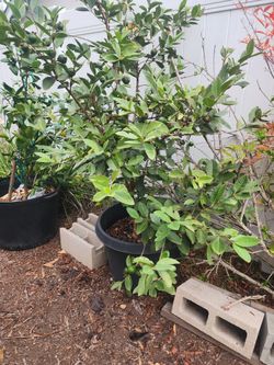 Asian Guava Tree In A 20 Gallon Container 