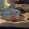 FRESHWATER EXOTICS
