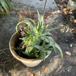 Aloe Plant 