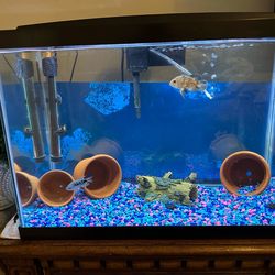 25 gallon tank, everything you need.