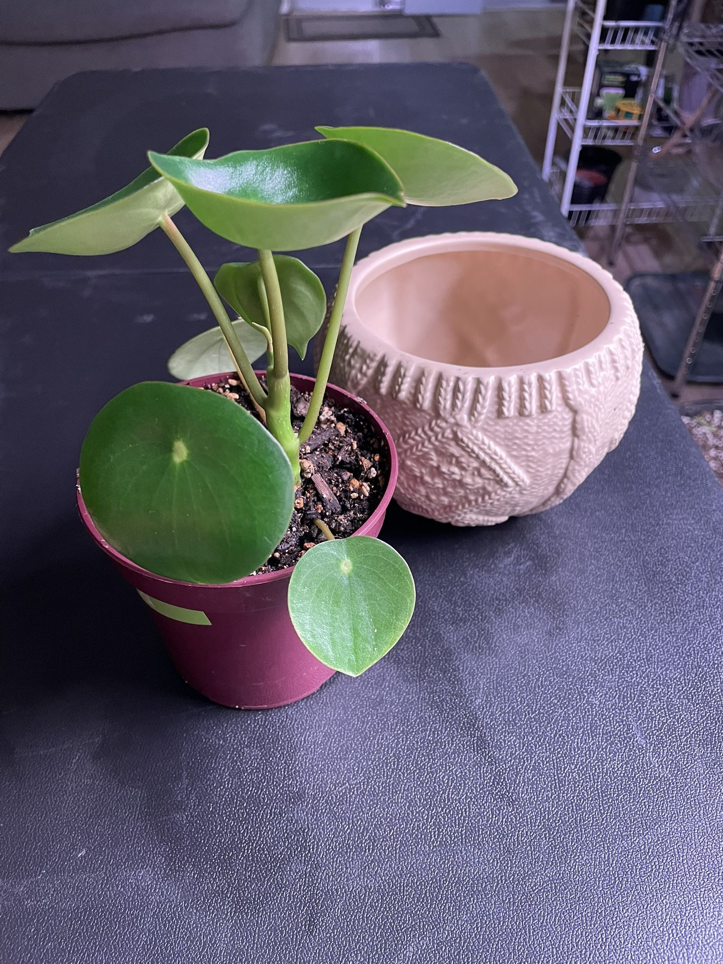 Peperomia 'Raindrop' Plant