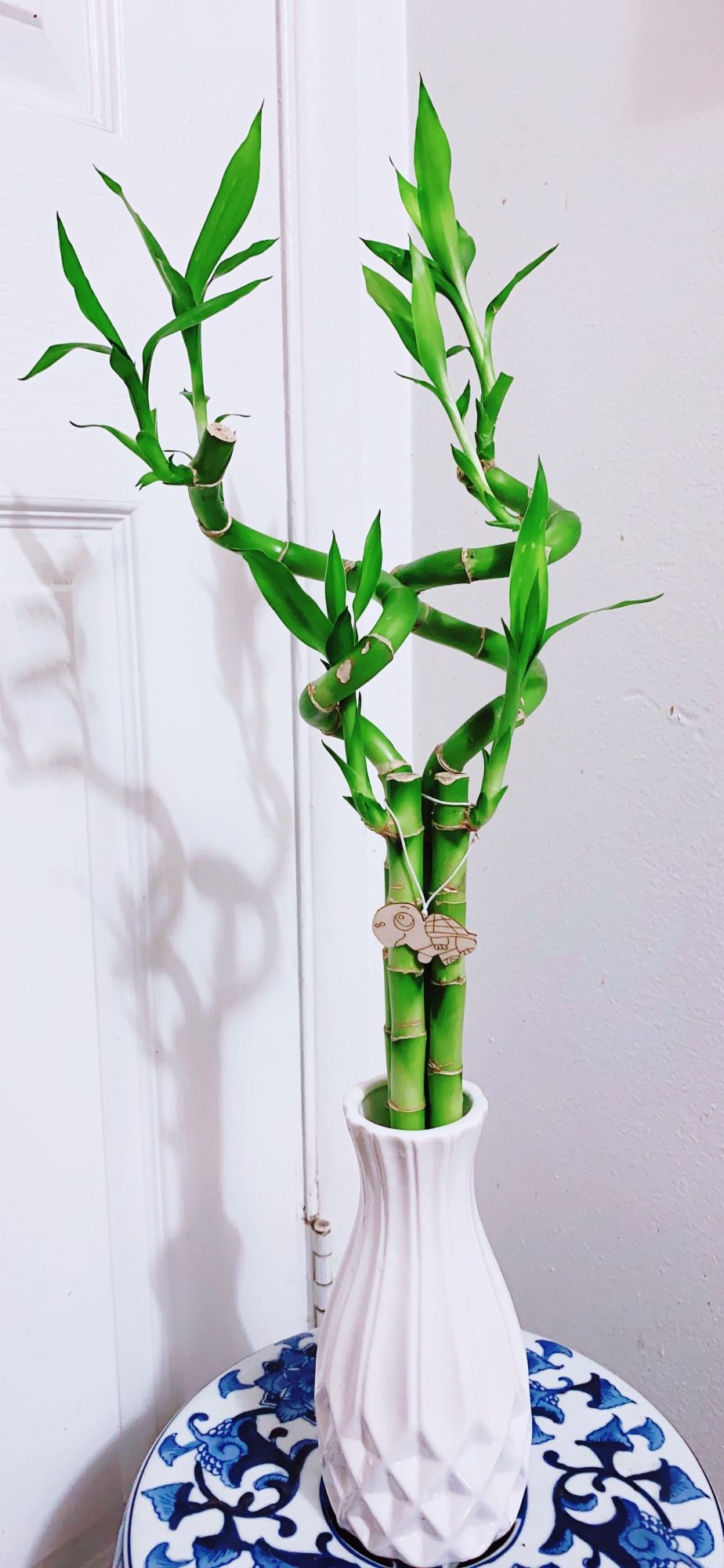 🎋Lucky Bamboo Plants🎋Ceramic Pot - 24” Tall