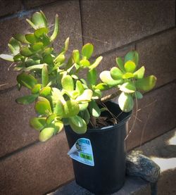 Beautiful very healthy plants