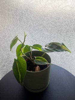 Healthy happy Plants for cheap!