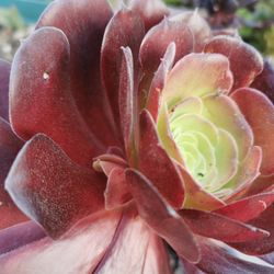 rare  Purple succulent rose Aeonium arboreum Velour  Only one hurry buy